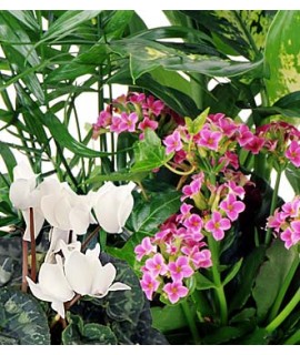 Florist's choice - Flowering Plants Florist's choice - Flowering Plants